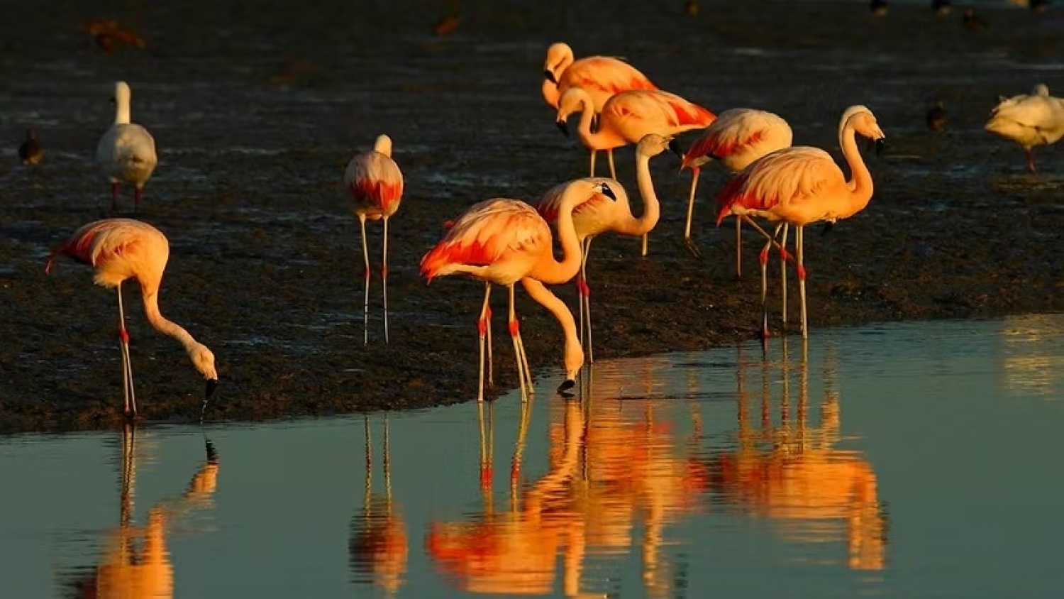 Golfo San Matías: flamencos y el valor oculto del ecosistema