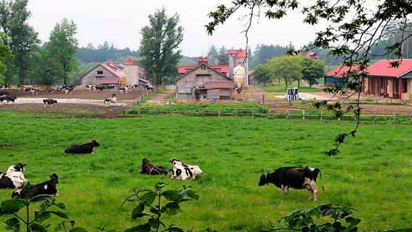 Las vacas en el centro de la bioeconomía japonesa