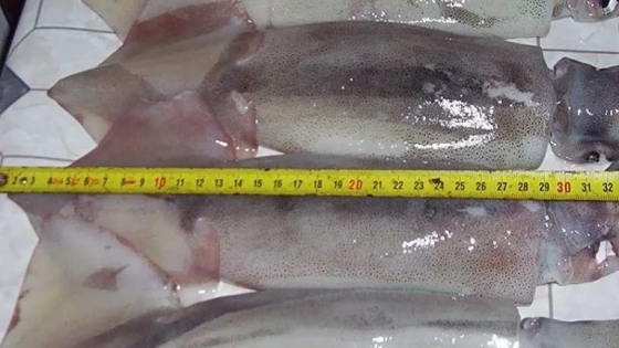 Cámaras pesqueras solicitan la apertura de la pesca del calamar illex argentinus al norte del paralelo 44° Sur