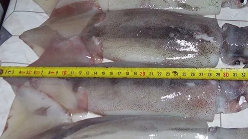 Cámaras pesqueras solicitan la apertura de la pesca del calamar illex argentinus al norte del paralelo 44° Sur
