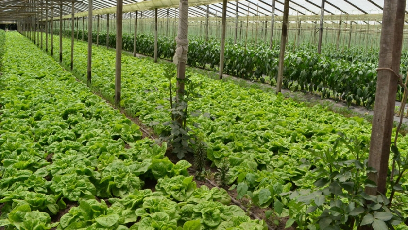 Se aprobaron 7 proyectos destinados al sector hortícola agroecológico