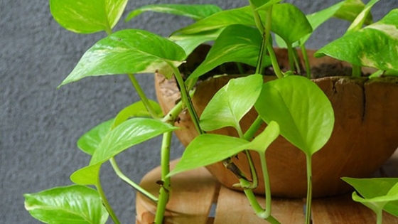 Poto, una planta de interior muy fácil de cultivar para alegrar la casa