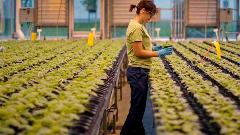 Empresa canadiense desarrolla vacuna contra el coronavirus en plantas transgénicas