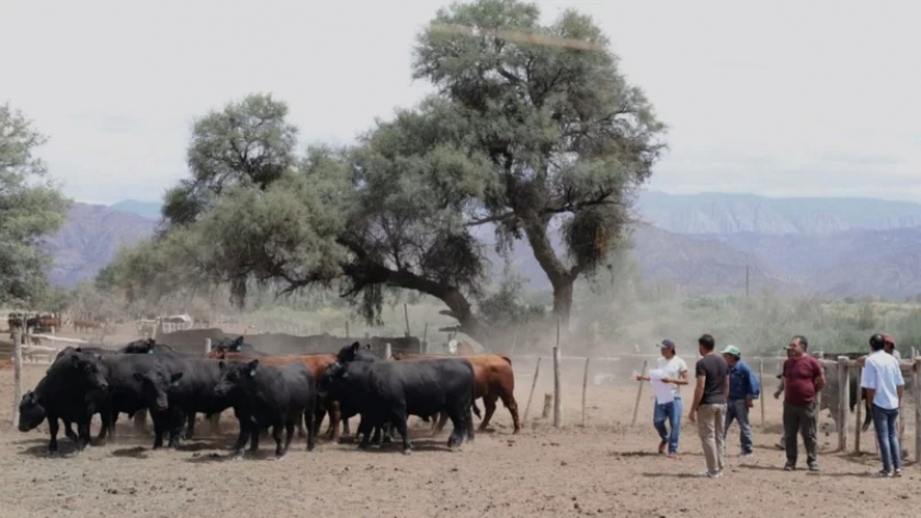 Impulsan la ganadería bovina en el norte de San Juan