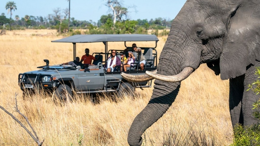 Explorando la magnificencia de los safaris en África