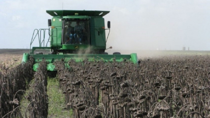 Los mejores lotes girasol por encima de 30 quintales en Santa Fe