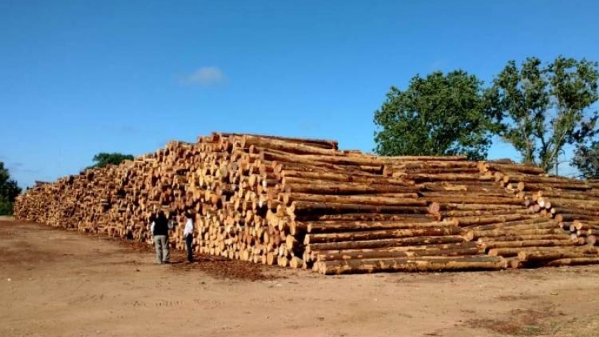 Negocio forestal sustentable: exportaciones, demanda de rollos de madera y escenario para reforestar en la Argentina, ejes del diálogo sectorial del CONFIAR