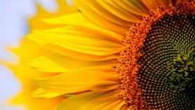 La cosecha de girasol genera buenas expectativas