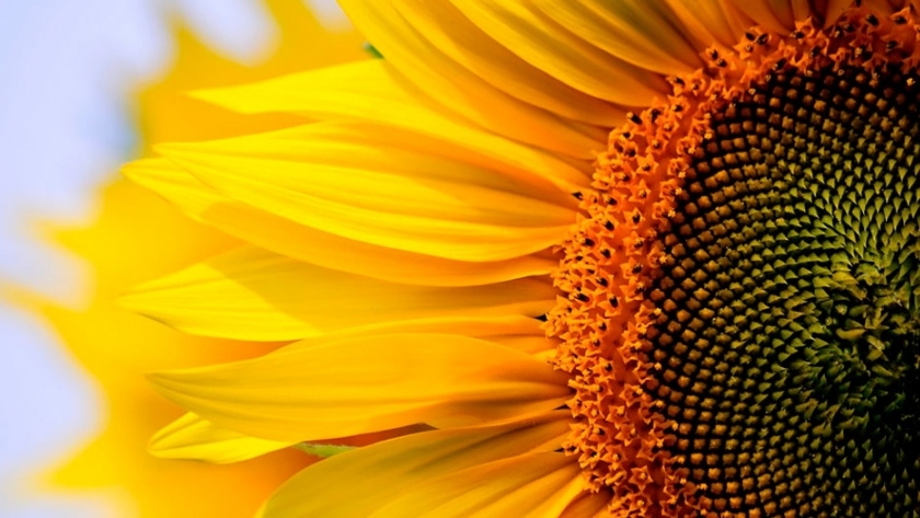 La cosecha de girasol genera buenas expectativas