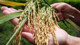 El INTA lidera el mejoramiento genético del arroz en el país