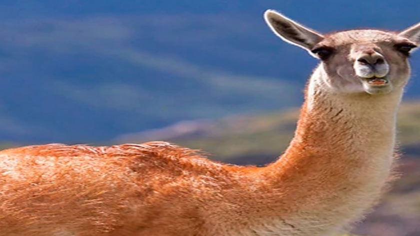 Impulsan proyecto de Ley que habilita la venta de carne de guanaco y sus derivados en Chubut