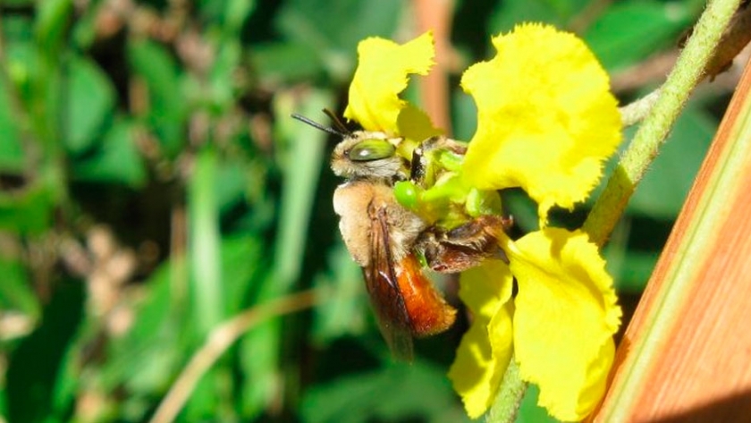 Descubren Nuevas Especies De Abejas Agroempresario Com