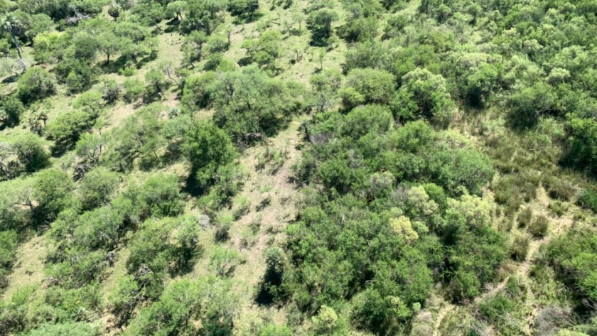 Nuevo avance para crear un Parque Nacional en la Selva de Montiel