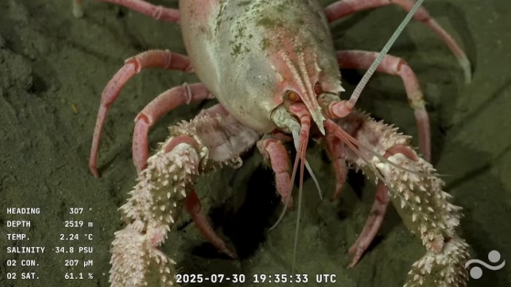 “Descubrimos paisajes absolutamente vírgenes”: la expedición del CONICET que revela un tesoro oculto en el Atlántico Sur