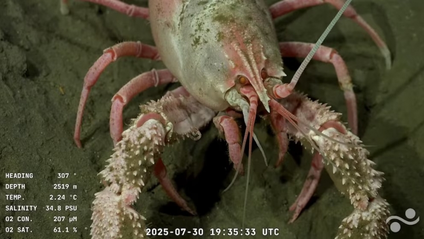 “Descubrimos paisajes absolutamente vírgenes”: la expedición del CONICET que revela un tesoro oculto en el Atlántico Sur