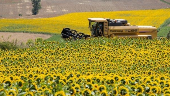 El girasol argentino fortalece su protagonismo con récord de exportaciones y una campaña mundial histórica
