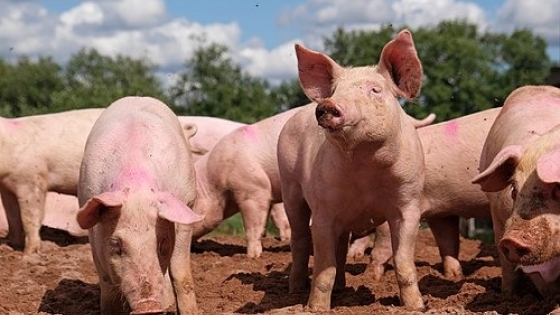 Porcinos: santiago no va a parar hasta generar saldos exportables