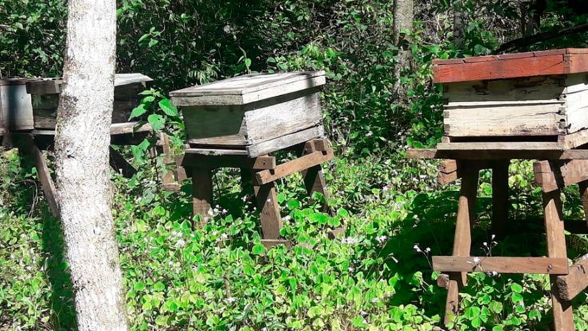 Un programa reúne a apicultores misioneros para lograr una producción sustentable