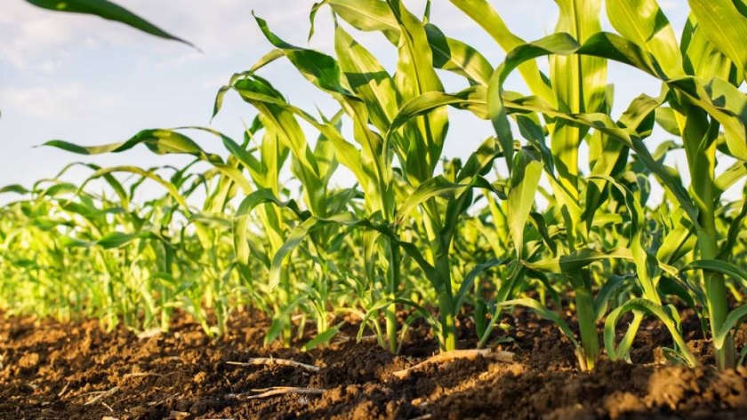 El campo, preocupado por la escasez de agua
