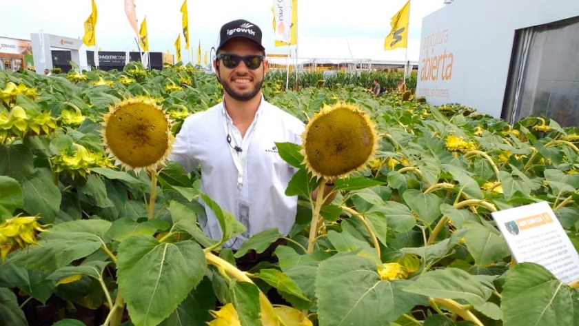 Los girasoles de Advanta impulsan la siembra en la próxima campaña |  