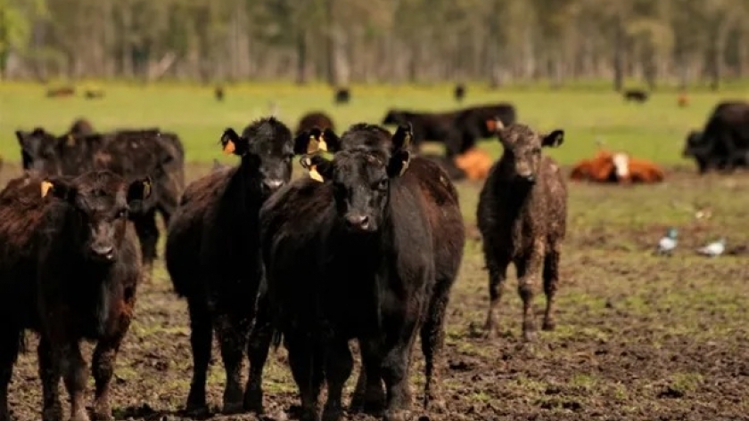 Buenos Aires lanzó financiamiento al sector ganadero para la siembra de pasturas