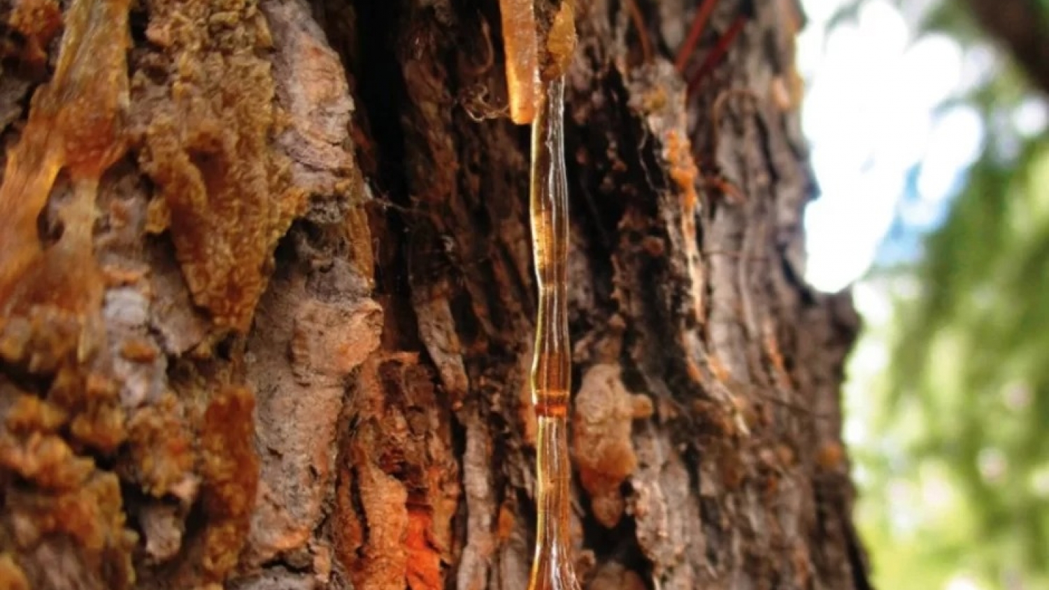 Identifican el árbol extinto que dio origen al ámbar mexicano