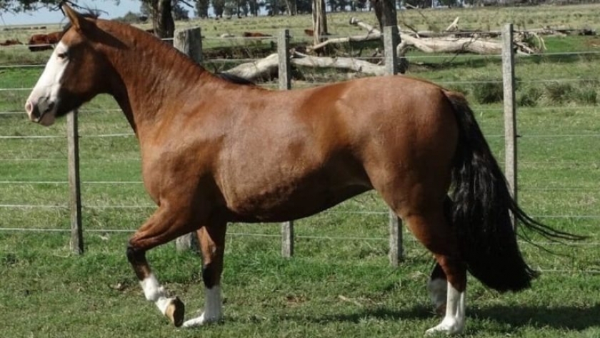 Razas equinas: Criollo