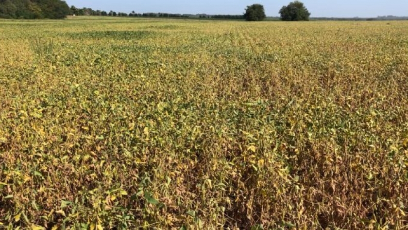 Argentina pierde cuatro millones de toneladas de soja por restricciones hídricas: No se descarta que el número termine siendo mayor si no llueve pronto