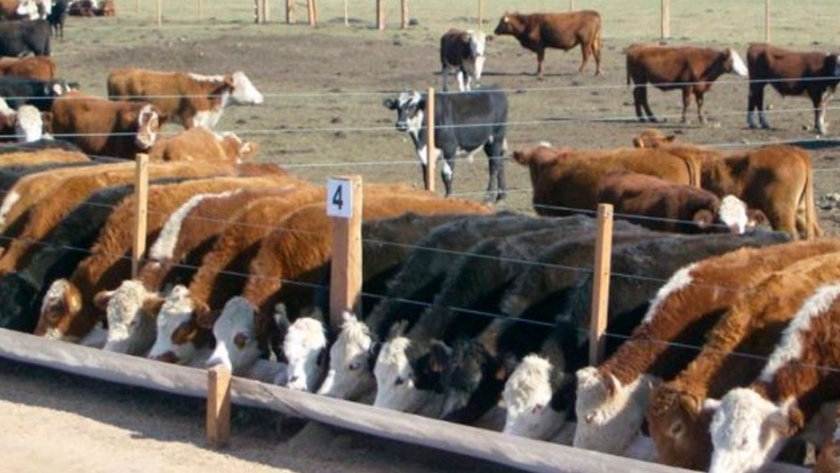 Feedlots: la baja en el consumo contrae los márgenes