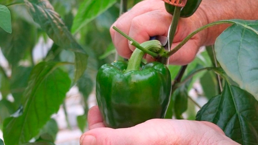 Cómo cultivar pimientos en macetas