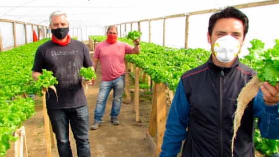 Por la pandemia, tres emprendedores se iniciaron en el cultivo hidropónico de hortalizas