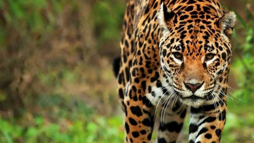 Liberan más yaguaretés en el Parque Nacional Iberá