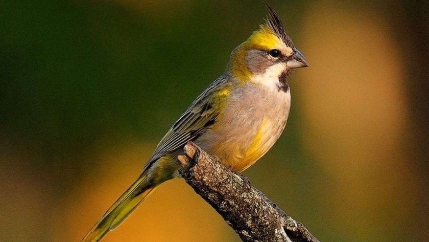 El Ministerio de Ambiente nacional liberó cardenales amarillos rescatados del comercio ilegal de fauna