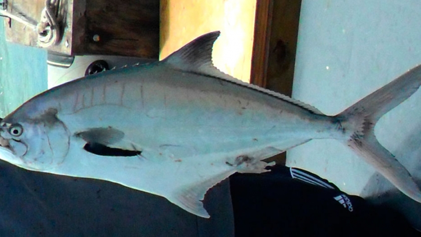 Pesca de Palometa de mar (Parona signata)