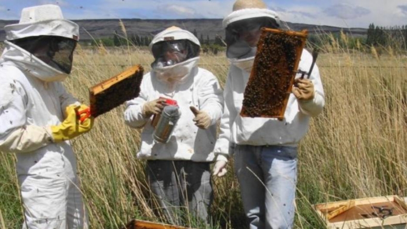 Meliponicultura: producción de miel responsable con el medio ambiente 