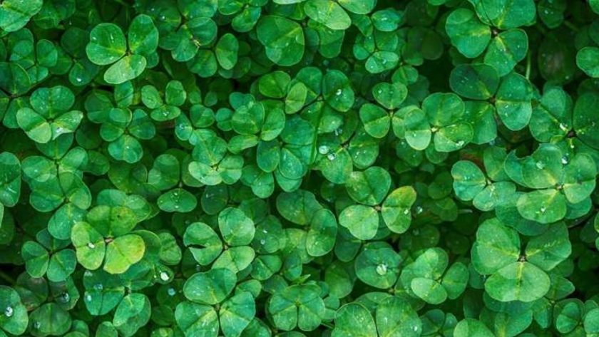 Una nueva investigación arroja luz sobre los rasgos genéticos y metabólicos complejos en las plantas