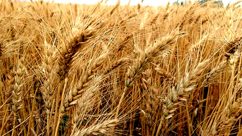 El trigo salva al planeta una dieta a la vez