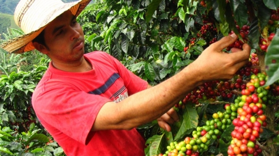 <Productores tucumanos realizaron una misión técnica a Brasil para conocer la cadena del café