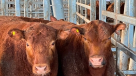 Ganadería: sube con fuerza la invernada mientras cae el precio del ganado para consumo