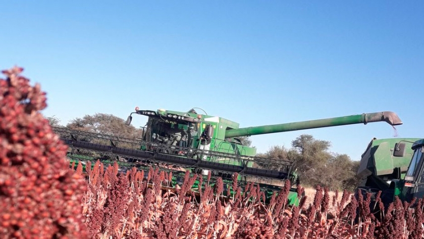 China compra sorgo argentino en medio de disputas comerciales entre Estados Unidos y Australia