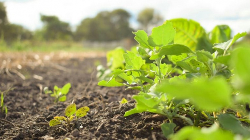 Impulso a los alimentos chaqueños: financiamiento para más de 500 familias de horticultores