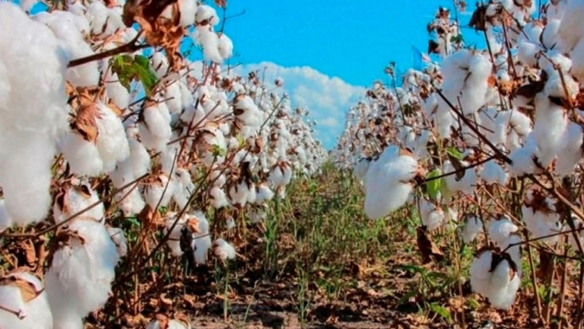 El Gobierno acompaña la producción experimental de algodón orgánico en la zona de Las Palmas