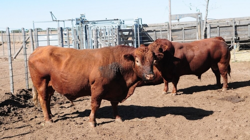 La genética bovina, un refugio de valor: los remates cabañeros le ganan a la inflación