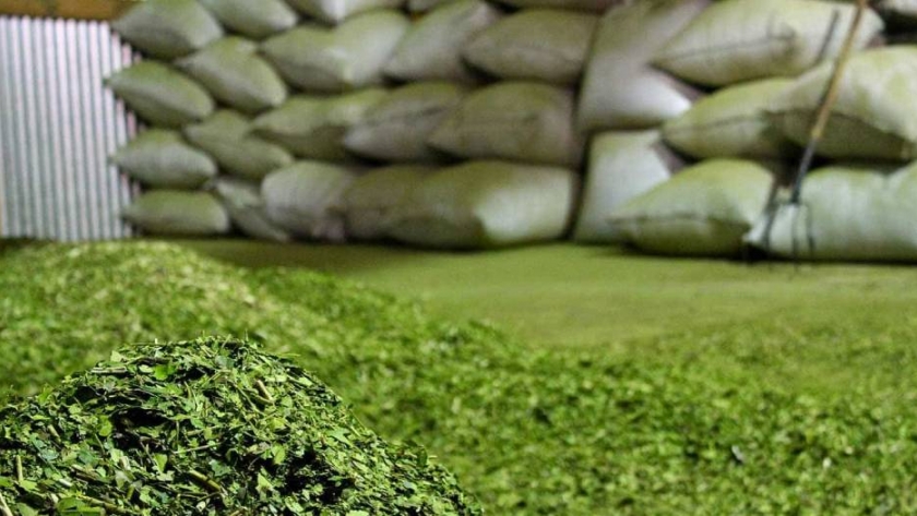 Yerba Mate: productores y molineros discrepan en el precio de la cosecha de verano