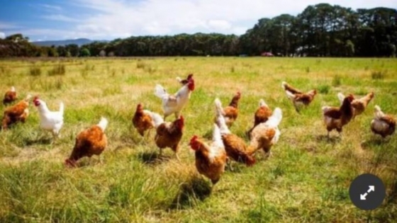 <Un caso de influenza aviar en Chaco disparó alarmas preventivas en el sistema de sanidad animal