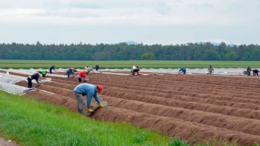 Alemania enfrenta escasez de frutas y verduras
