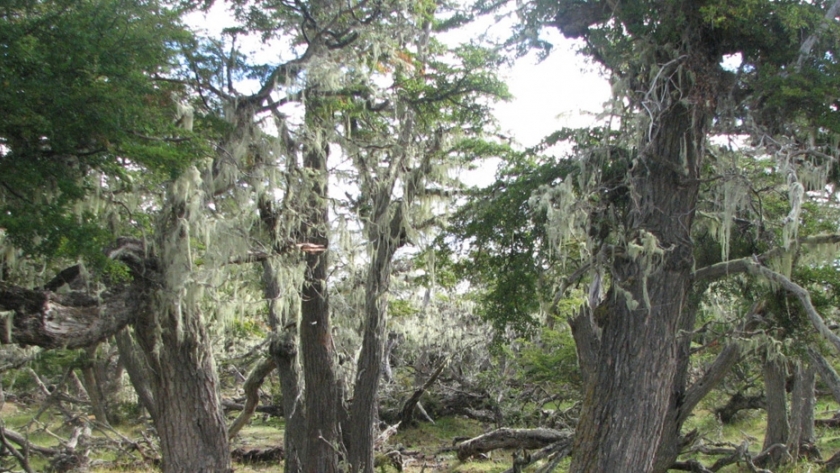 Se realizó el taller de capacitación para el modelado de uso de suelos y escenarios futuros de deforestación