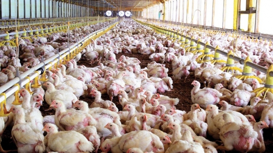 El productor integrado de pollos en una situación extrema y delicada