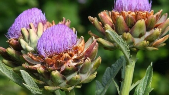 El alcaucil, una aliada esencial para la huerta: nobleza, belleza y producción asegurada