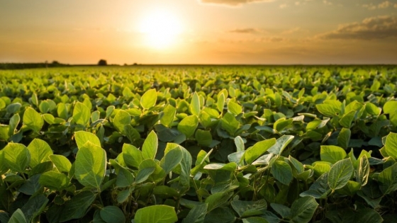 El aumento previsto de la superficie cultivada con soja en EE.UU. sigue añadiendo presión sobre los precios